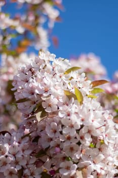 A cherry blossom tree stands gracefully with a building in the background, its delicate pink petals contrasting beautifully against the blue sky