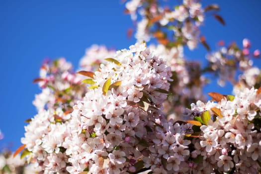 A cherry blossom tree stands gracefully with a building in the background, its delicate pink petals contrasting beautifully against the blue sky