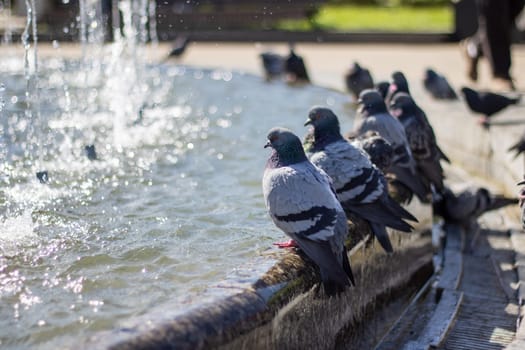 A group of stock doves leisurely drink water from a city fountain, their feathers glinting in the sunlight as they dip their beaks