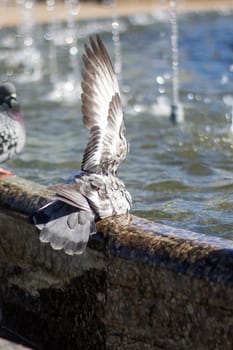 A group of stock doves leisurely drink water from a city fountain, their feathers glinting in the sunlight as they dip their beaks