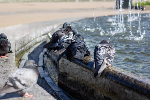 A group of stock doves leisurely drink water from a city fountain, their feathers glinting in the sunlight as they dip their beaks