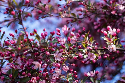 A closeup of a flowering cherry blossom tree with pink and white petals, a beautiful annual plant that makes a stunning addition to any garden or landscape design