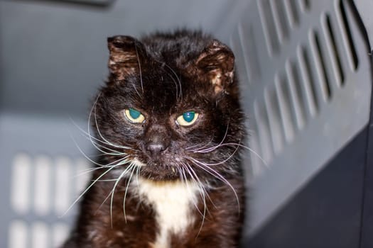 A black and white Felidae with striking green eyes is comfortably resting inside a carrier by the window, showcasing its carnivorous nature and small to mediumsized stature