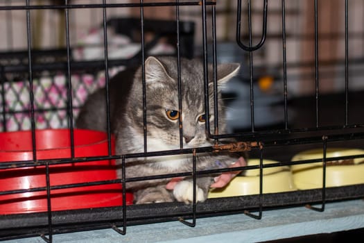 A Felidae carnivore with fawn fur and whiskers is confined behind a mesh fence in a pet supply store. The small to mediumsized cat gazes out the window at the camera