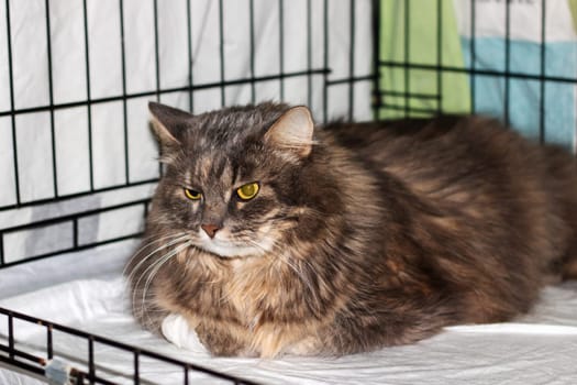 A Felidae Carnivore is lounging in a cage at an animal shelter, gazing at the camera. The small to mediumsized cats whiskers and fur are visible through the fence, showcasing its terrestrial nature