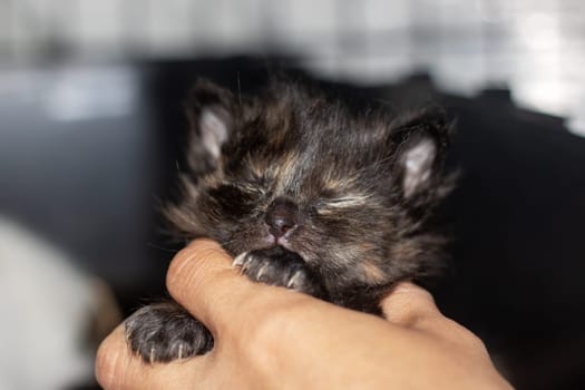 A small calico kitten with captivating blue eyes is among a group of other tiny felidae cats. Its whiskers and tail stand out against its fawn fur, while its snout presses against the window