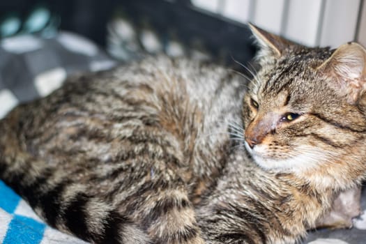 A small to mediumsized Felidae cat, with whiskers and fur, is lying on a blanket and gazing at the camera. This domestic shorthaired cat is a carnivorous terrestrial animal