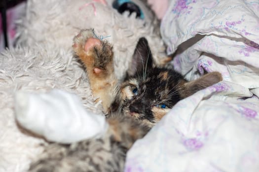 A carnivorous Felidae, the small to mediumsized cat with fawn fur, whiskers, and a snout, domestic shorthaired cat, is laying on its back on a bed