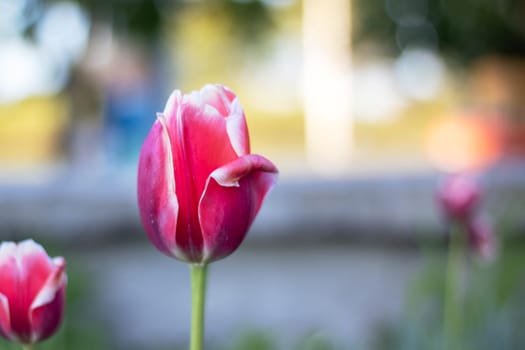 A closeup shot capturing the beauty of a pink and white tulip blooming in a garden, adding a burst of color to the natural landscape