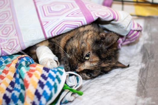 A Felidae with whiskers and fur, wearing a bandage on its leg, is resting comfortably under a tartan blanket, accompanied by a companion dog