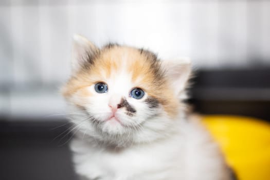 A small calico cat with stunning blue eyes gazes into the camera, showcasing its beautiful fur and whiskers. This terrestrial animal belongs to the Felidae family and has a fawncolored coat