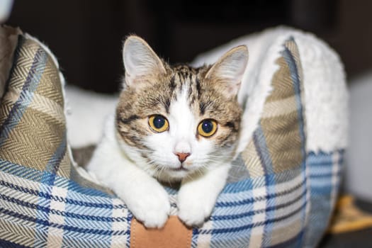 A Felidae carnivore, with whiskers and a tartan collar, is lounging in a plaid bed, gazing directly at the camera with its mesmerizing eyes