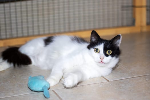 A small to mediumsized Felidae carnivore, with black and white fur, lying on the floor next to a toy. The cats whiskers, snout, tail, and eyes are visible