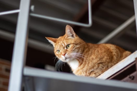 A Felidae, small to mediumsized cat with fawn fur, whiskers, and a tail, sits on a wooden shelf, looking up at the camera as a terrestrial carnivore