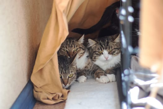 Three Felidae, small to mediumsized cats with whiskers and fur, are sitting in a cage, staring at the camera. One is a domestic shorthaired cat. The cage has a door and is placed next to a tree