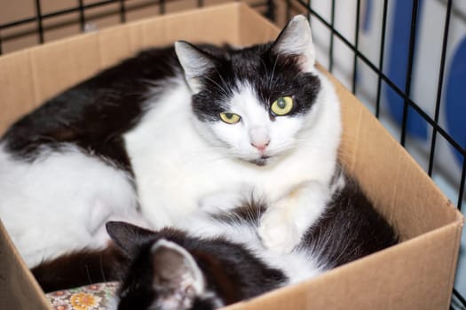 A domestic shorthaired cat, a member of the Felidae family and a carnivore, with whiskers and fur, is lounging inside a shipping box made of wood