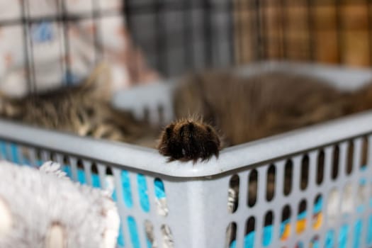 A Felidae member, the Cat, a small to mediumsized carnivorous mammal, is peacefully resting with its eyes closed in a pet supply basket, showcasing its whiskers and relaxed posture