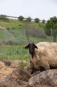 View of white sheep grazing on the green field