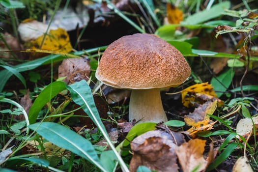 porcini autumn in the forest. Mushroom in foliage close up