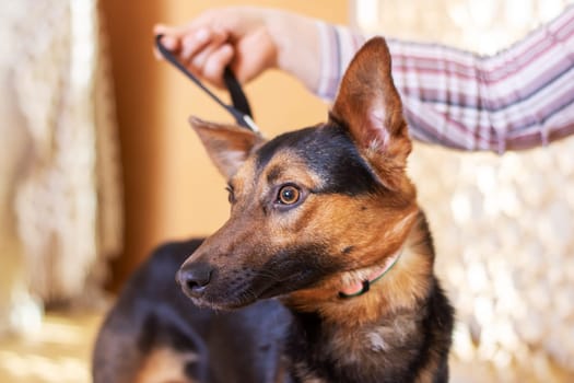 A fawncolored dog of an unknown breed with black markings, including whiskers and ears, is attentively looking at the camera wearing a pink collar