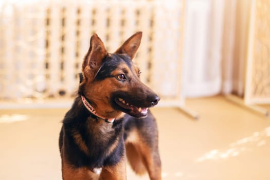 A brown and black Herding dog breed is standing in a living room, surrounded by curtains and flooring, a perfect example of a loyal and hardworking companion dog