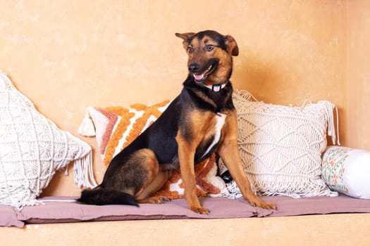 A brown and black Herding dog breed is standing in a living room, surrounded by curtains and flooring, a perfect example of a loyal and hardworking companion dog