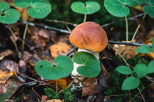 boletus in the forest. White mushroom in the autumn foliage