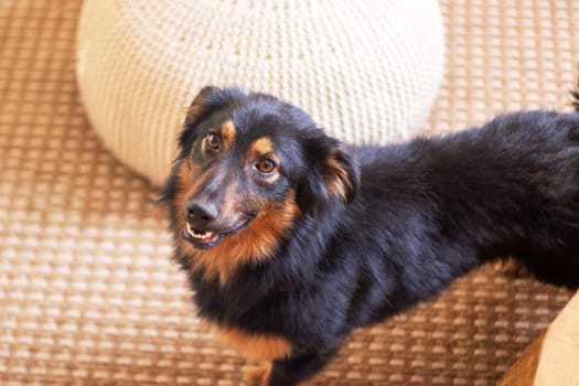 A black and brown Canidae dog, with whiskers and fur, is staring directly at the camera. This companion dog, belonging to the Sporting Group, has a closeup shot highlighting its ears