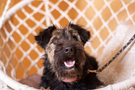 A small black Fawn Terrier dog from the Sporting Group is lounging in a mesh hammock