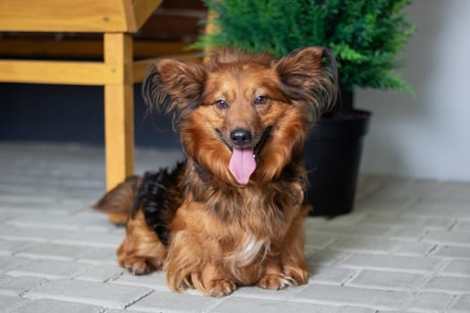 A liver and fawncolored dog, possibly a Water dog or a Sporting Group breed, is lounging on the floor with its tongue hanging out