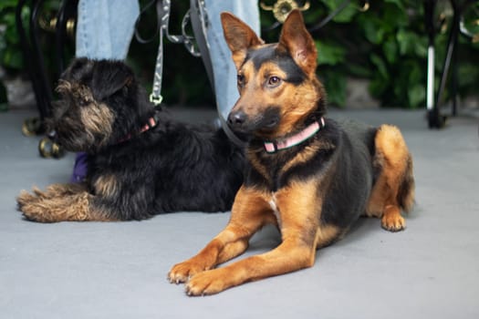 Two German shepherd dogs are resting on the ground. One of them has a distinctive pink collar. German shepherds are a breed known for their loyalty and intelligence