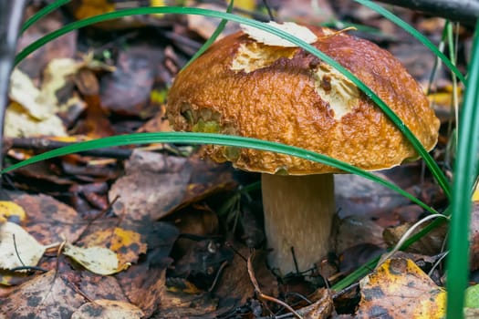 porcini autumn in the forest. Mushroom in foliage close up