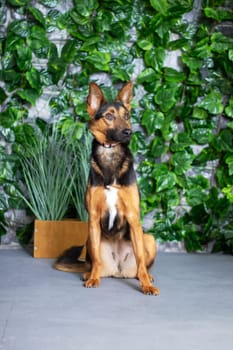 An Old German Shepherd Dog, a herding breed and working dog known as the King Shepherd, a terrestrial carnivore, is standing in front of a wall of leaves