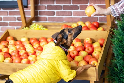 Yellow jacketed dog sniffs natural apples for its carnivorous diet close up