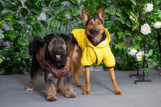 Two Old German Shepherd dogs wearing yellow jackets are standing side by side, showcasing their herding dog instincts and loyal companion dog traits