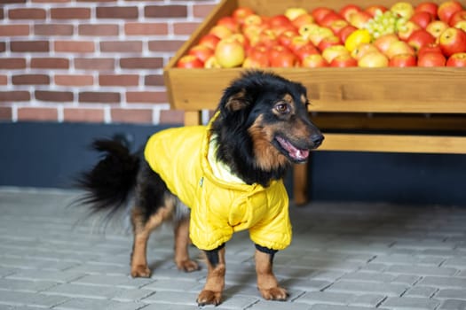 A working animal, such as a black and brown dog of unknown breed, wearing a yellow jacket. This carnivore is a companion dog with a fawn coat and a snout, known for enjoying natural foods