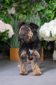 A small companion dog is standing in front of colorful vases filled with various flowers. The botany enthusiast admires the vibrant display of flowers in flowerpots