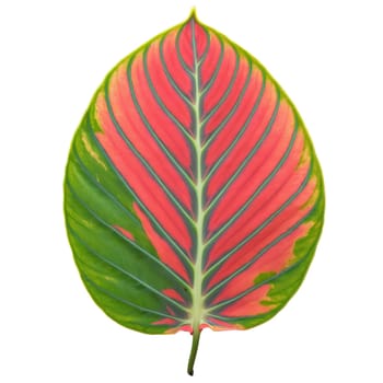 Plants leaf isolated on transparent background