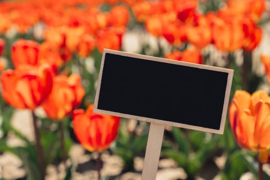 Empty blackboard copy space for your text. Tulip flowers blooming in the garden field landscape. Stripped tulips growing in flourish meadow sunny day Keukenhof. Beautiful spring garden with many red tulips outdoors. Blooming floral park. Natural floral pattern blowing in wind in spring