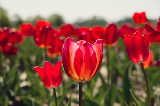 Pink Tulip flowers blooming in the garden field landscape. Beautiful spring garden with many red tulips outdoors. Blooming floral park in sunrise light. Stripped tulips growing in flourish meadow sunny day Keukenhof. Natural floral pattern blowing in wind in spring