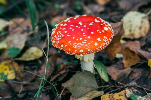 Mushroom fly agaric in the forest against the autumn foliage