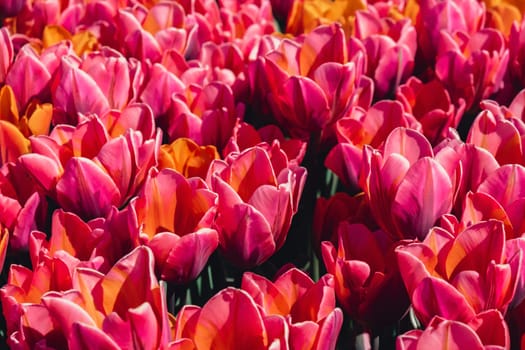 Pink Tulip flowers blooming in the garden field landscape. Beautiful spring garden with many red tulips outdoors. Blooming floral park in sunrise light. Stripped tulips growing in flourish meadow sunny day Keukenhof. Natural floral pattern blowing in wind in spring