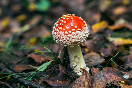 Poisonous dangerous and inedible mushroom fly agaric in the forest