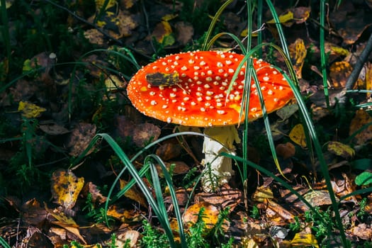 Mushroom fly agaric in the forest against the autumn foliage