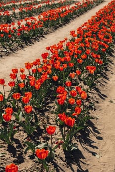 Rows of Tulip flowers blooming in the garden field landscape. Stripped tulips in a row growing in flourish meadow sunny day Keukenhof. Beautiful spring garden with many red tulips outdoors. Blooming floral park in sunrise light. Natural floral pattern blowing in wind in spring