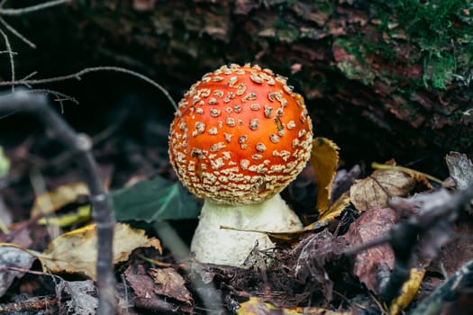 red mushroom fly agaric poisonous and dangerous in the autumn forest