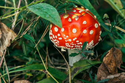 red mushroom fly agaric poisonous and dangerous in the autumn forest