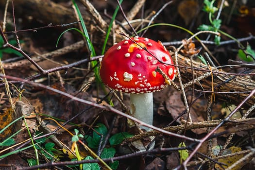 Amanita muscaria mushroom in the forest in autumn