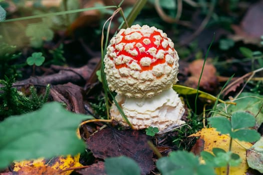 red mushroom fly agaric poisonous and dangerous in the autumn forest