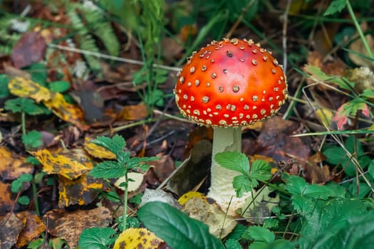 Poisonous dangerous and inedible mushroom fly agaric in the forest